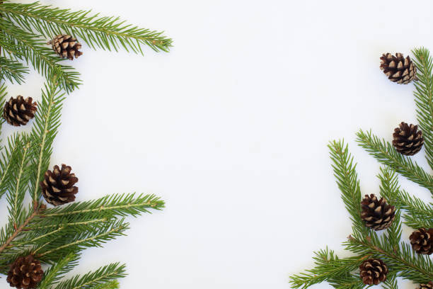 istock Natural flat lay background pattern with larch branches and pine cones on white 835678382