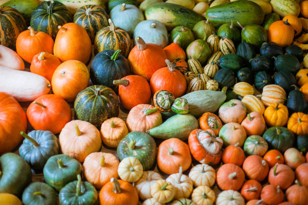 istock varieties of squashes and pumpkins 835679070