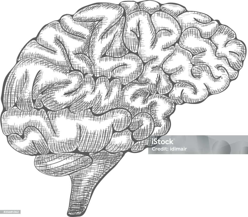 Engraving brain illustration, Hand Drawn Anatomical Illustration. Vector Engraving brain illustration, Hand Drawn Anatomical Illustration. Vector illustration Anatomy stock vector