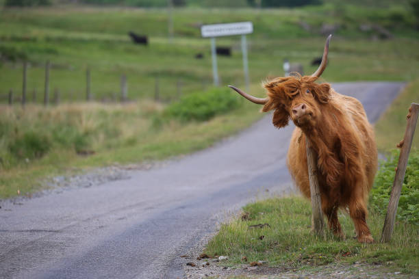 Highland Cow Funny picture of a Scottish Highland cow on the Island of Mull. highland cattle stock pictures, royalty-free photos & images