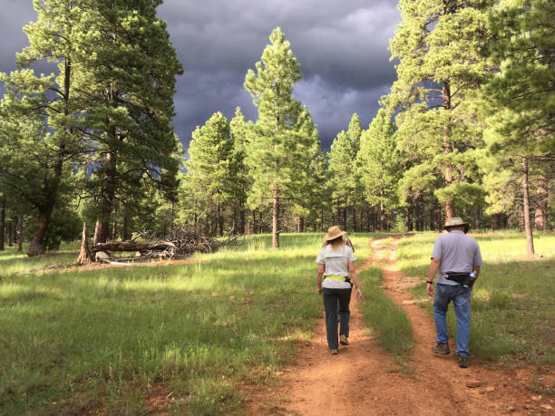 Couple Hiking in a Ponderosa Pine Forest Flagstaff, Arizona, USA - August 13, 2017: An older couple is hiking in the Ponderosa Pine forest near Flagstaff. jeff goulden flagstaff stock pictures, royalty-free photos & images