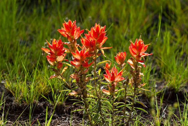 castilléjie - indian paintbrush photos et images de collection