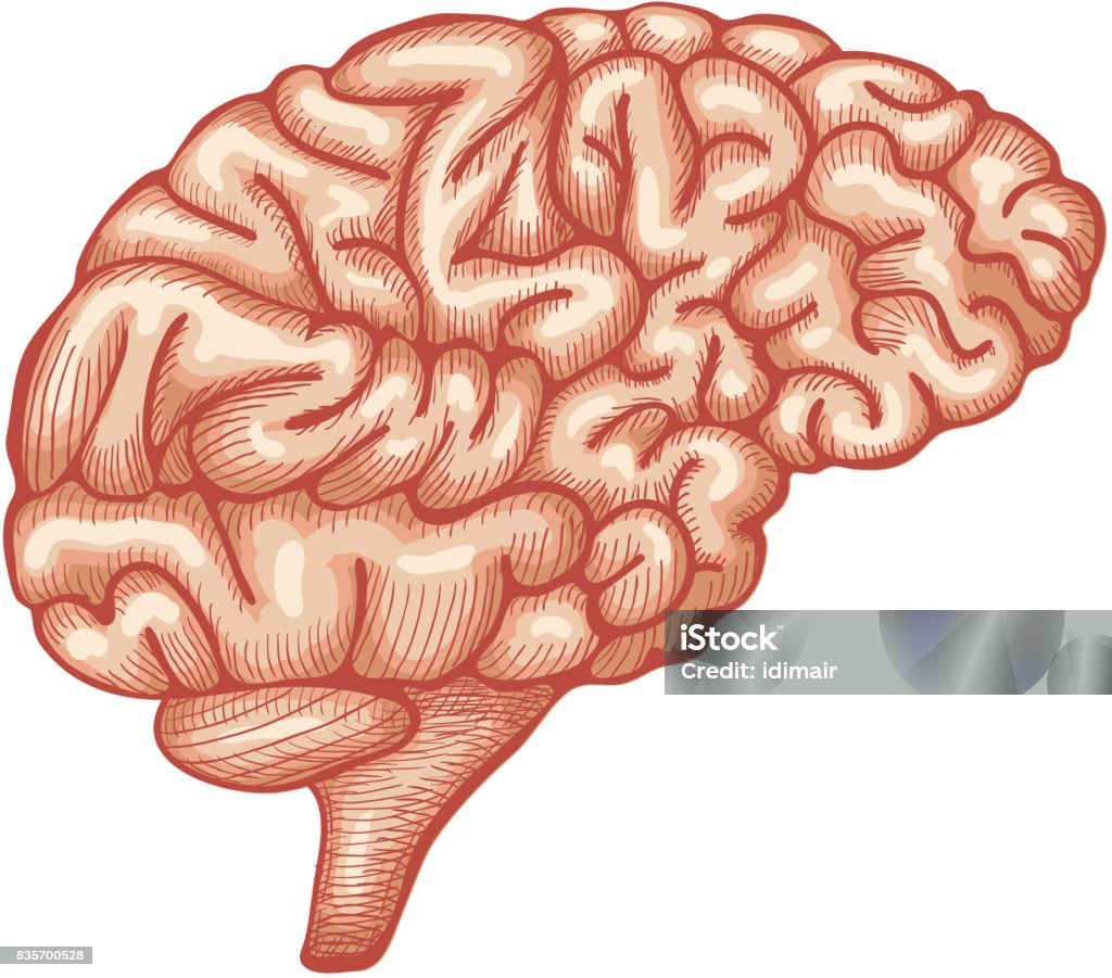 Engraving brain illustration, Hand Drawn Anatomical Illustration. Vector Sketch Ink Human Brain, hand drawn, Engraved Anatomical illustration. Vector illustration Anatomy stock vector