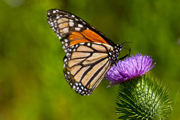 monarchfalter auf einer distel - arizona wildlife stock-fotos und bilder