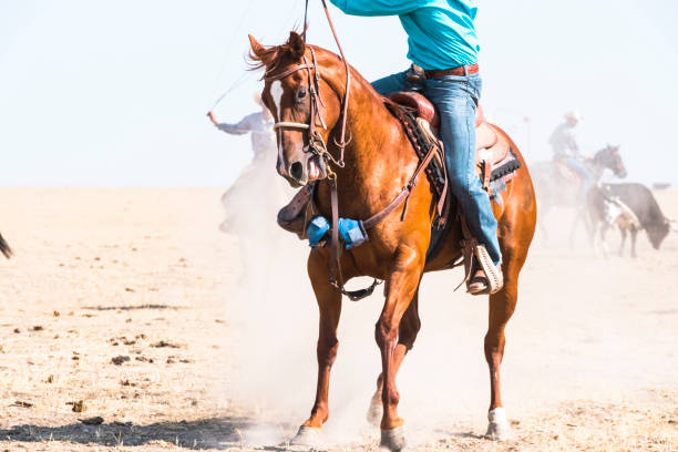 istock A Cowboy Turns His Horse To Help Catch A Running Bull 835703276