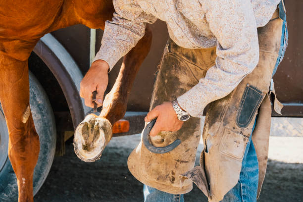istock Farrier Putting New Horseshoes On A Working Horse 835705930