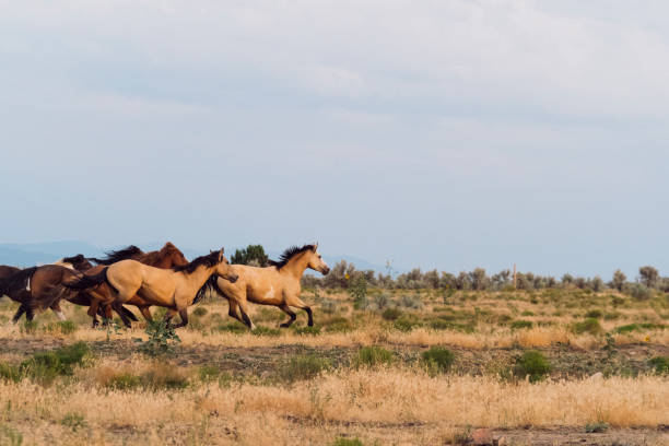 istock Herd Of Horses Runs Through The Sagebrush At Sunset 835706018