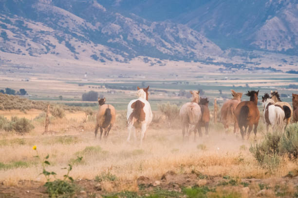 istock Herd Of Horses Runs Through The Sagebrush At Sunset 835706028