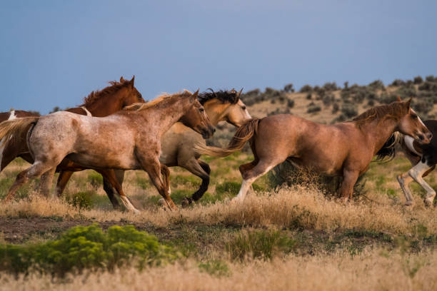istock Herd Of Horses Runs Through The Sagebrush At Sunset 835706066