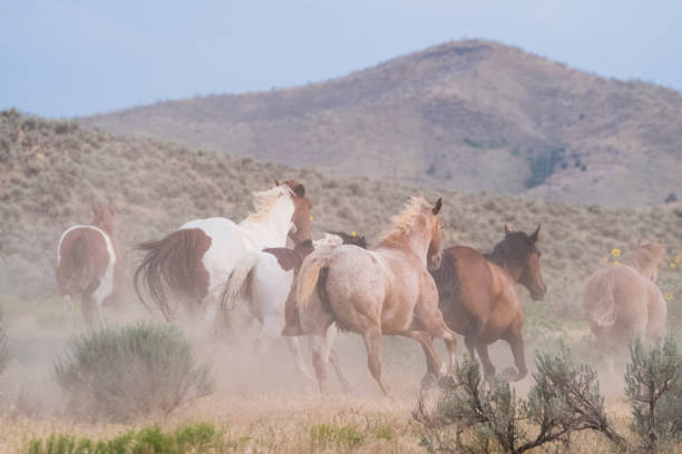 istock Herd Of Horses Runs Through The Sagebrush At Sunset 835706102