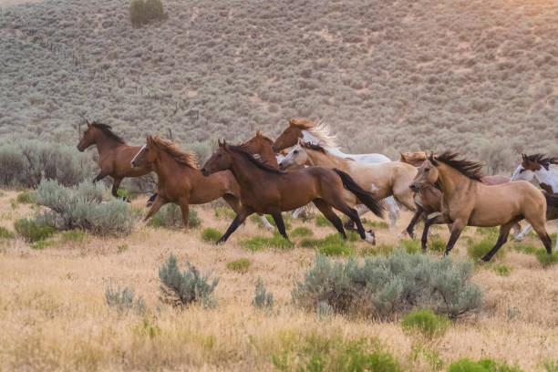 istock Herd Of Horses Runs Through The Sagebrush At Sunset 835706128
