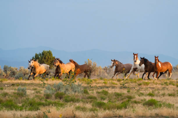 istock Herd Of Horses Runs Through The Sagebrush At Sunset 835706176
