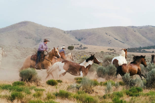 istock Herd Of Horses Runs Through The Sagebrush At Sunset 835706224