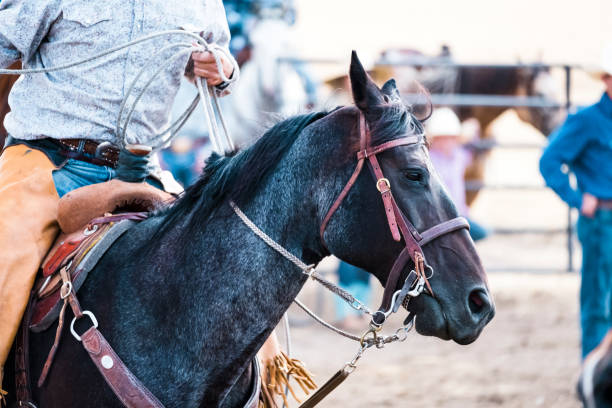 istock Cowboy Lassoing Steer During Branding 835710534