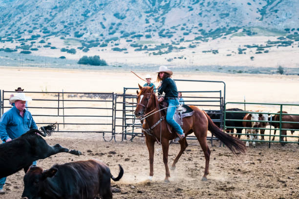 istock Young Cowgirl Lassoing Steer During Branding 835710538