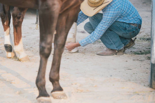istock Cowboy Wraps His Horses Legs Before The Morning Rodeo 835710644