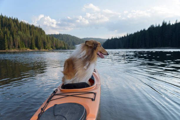 istock Scottish shepherd in a sit-in kayak in a mountain lake 835710778