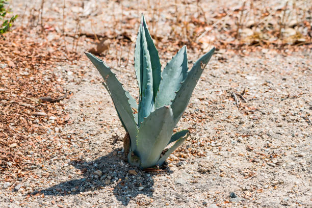 A Cow horn agave (Agave bovicornuta) plant, native to the mountainous regions of Mexico.