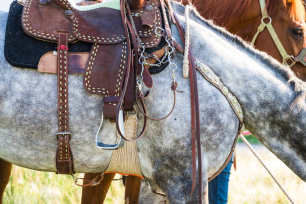 istock Closeup Of A Dappled Grey Horse 835710822