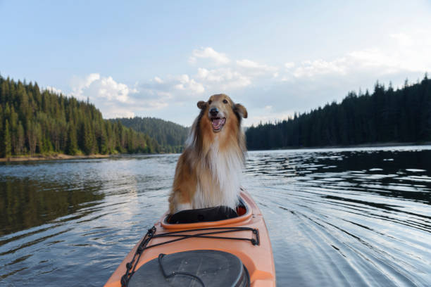 istock Scottish shepherd in a sit-in kayak 835710828