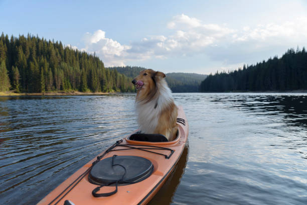 istock Scottish shepherdlicking himself in a sit-in kayak 835710854