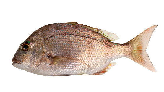 Juvenile snapper (Chrysophrys auratus) shows a red-brown head and upper body, numerous small bright blue spots in the upper sides and red or faint red fins