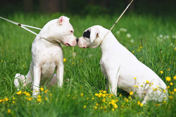 Two Dogo Argentino dogs sitting outdoors on a green grass and sniffing each other Two Dogo Argentino dogs sitting outdoors on a green grass and sniffing each other dogo argentino stock pictures, royalty-free photos & images
