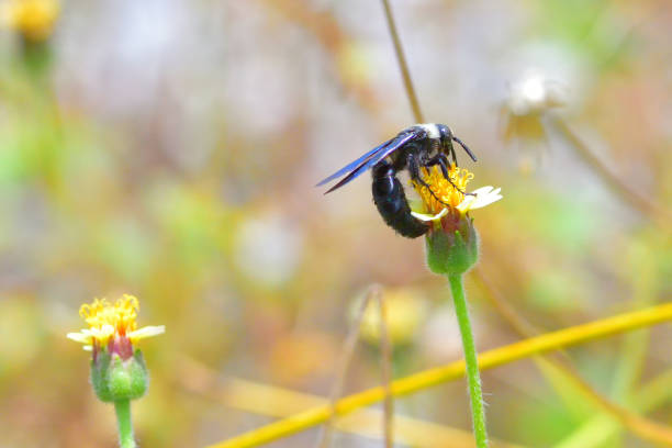 istock Blue Carpenter bee perched on the beautiful flower 835725210