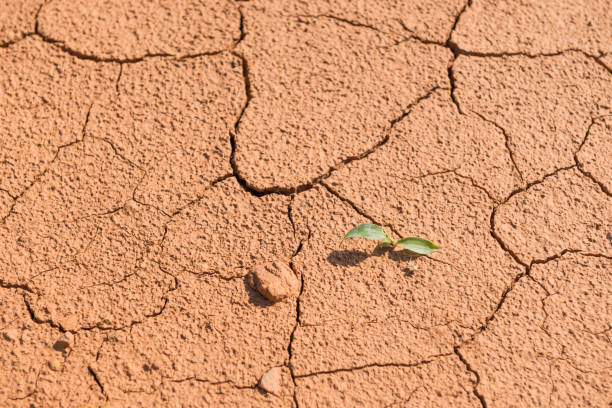 istock Ground soil texture dry dirt land with rock 835727578