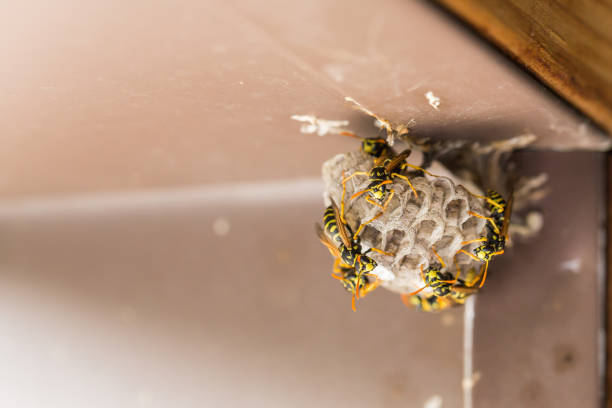 istock Close up of Umbrella Wasp's Nest 835729048