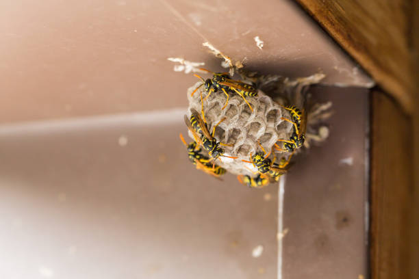 istock Close up of Umbrella Wasp's Nest 835729056
