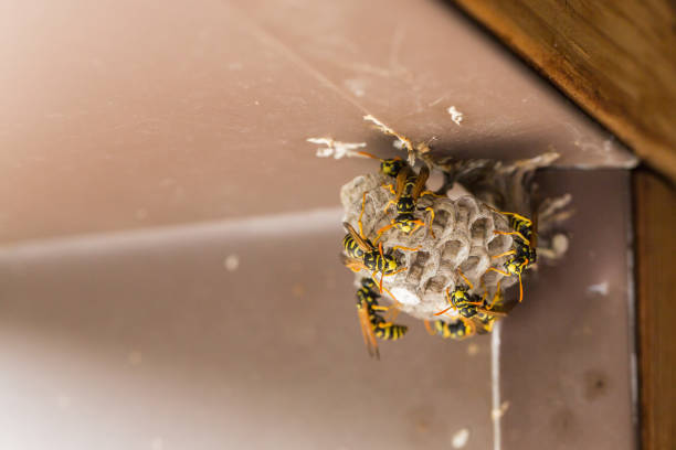 istock Close up of Umbrella Wasp's Nest 835729068