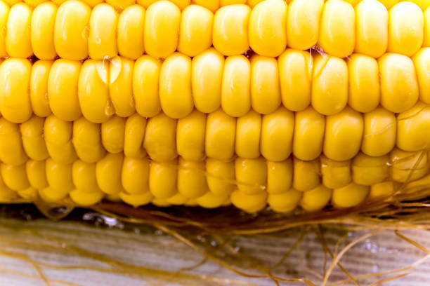 istock Texture of raw corn cob sweet maize 835729564