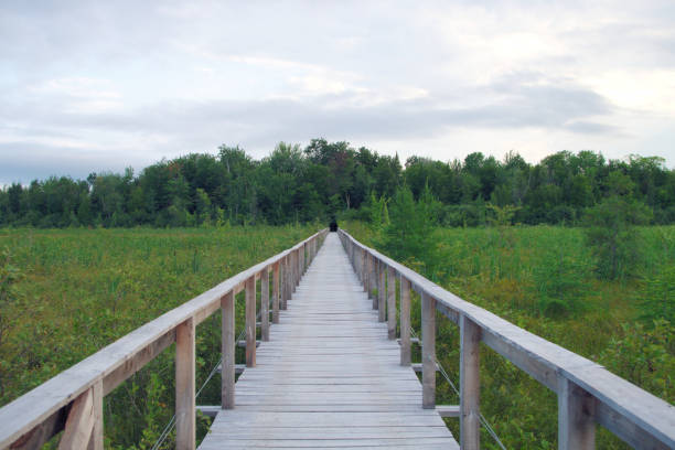 istock wood path bridge boardwalk green swamp landscape environment 835736168