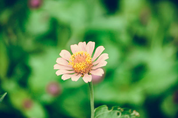 Close up of pink Zinnia elegans flower blooming in the garden for background. Zinnia elegans flower blooming in the garden for background. shallow focus vintage tone