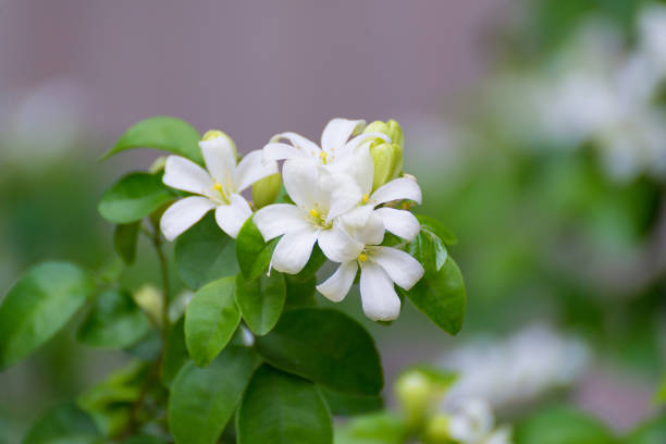 fiore bianco di jessamine arancione, legno di raso, albero di murraya exotica, albero di corteccia cosmetico. - murraya paniculata foto e immagini stock