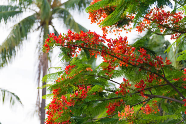 istock Caesalpinia pulcherrima Flame Tree flower. 835736980