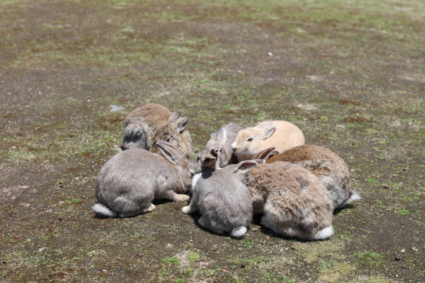 istock rabbit at Okunoshima, Hiroshima, Japan 835739742