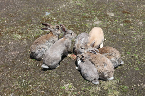 istock rabbit at Okunoshima, Hiroshima, Japan 835739768