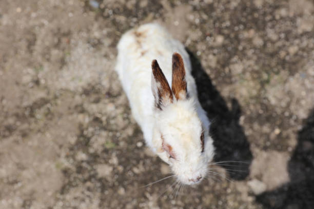 the rabbit at Okunoshima, Hiroshima, Japan