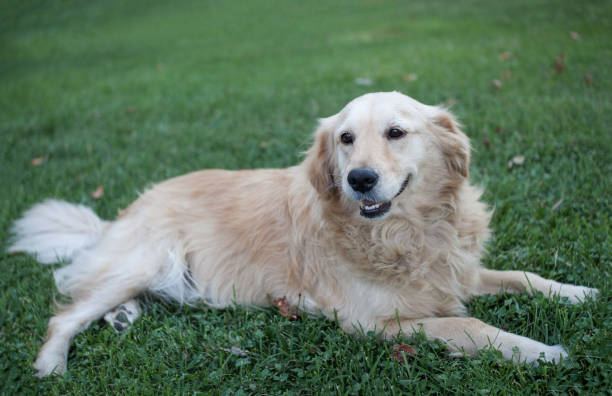 istock Golden Retriever Lying on Grass 835740522