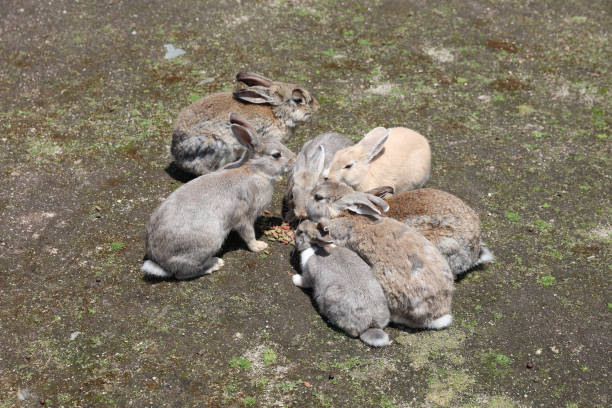 istock rabbit at Okunoshima, Hiroshima, Japan 835740580