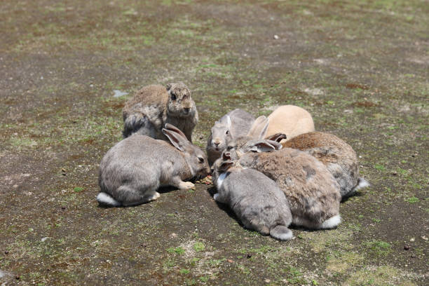 istock rabbit at Okunoshima, Hiroshima, Japan 835740604