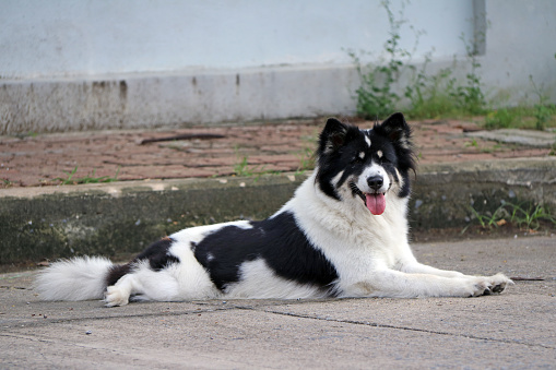 It is a dog that lives on the streets or temple and does not have an owner.