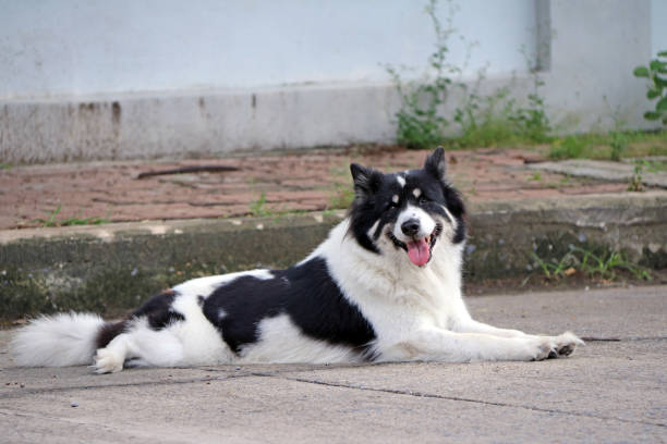 It is a dog that lives on the streets or temple and does not have an owner.