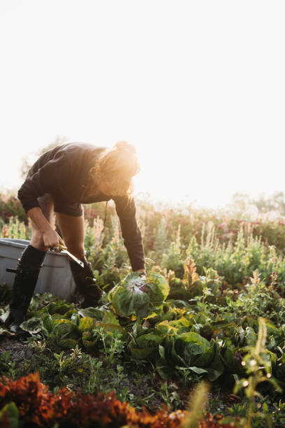istock Woman Working on Farm 835750552