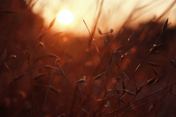 istock The nature grass flower in sunset 835751102