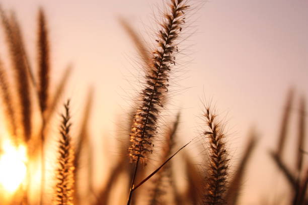 istock The nature grass flower in sunset 835751186