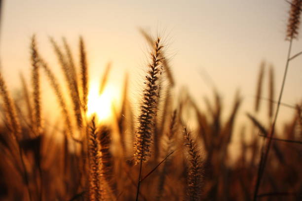 istock The nature grass flower in sunset 835751290