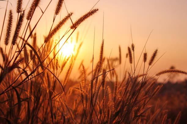 istock The nature grass flower in sunset 835751314